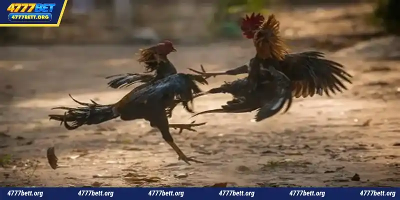 SV388 Cockfight - 4777Bet is a reputable online cockfighting betting platform