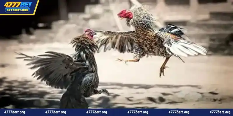 Overview of the SV388 betting lobby at 4777Bet today