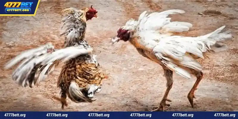 4777Bet is a leading and reputable online betting site