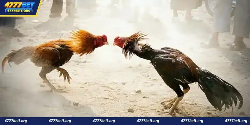 Sv388 Cockfight
